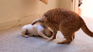 Cat VS Bulldog Cute And Funny Fight