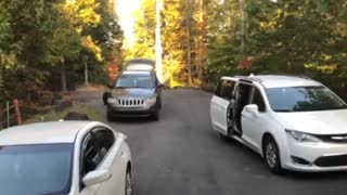 Black Bears Visit Vacationer's Vehicles