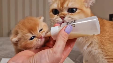 how to feed a very cute kitten today