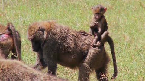 A baby baboon rides on her mothers back