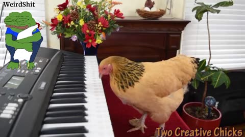CHICKEN 🐔 PLAYS OPERATIC ARIA ON PIANO KEYBOARD!