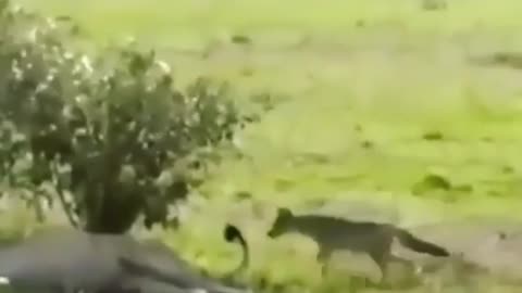 Crazy jackle want to kill A big lion