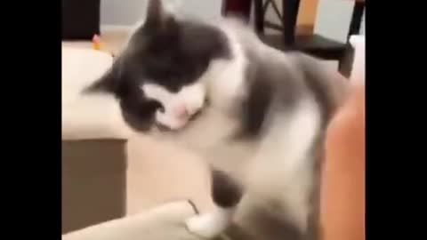 Cat fights with its human -Funny animal videos