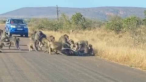 Leopard has all-out Brawl With 50