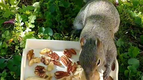 Watch the squirrel choosing nuts to bring it to her nest!!! 🐿️💕