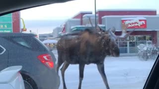 Three bull moose casually stroll through traffic light in Anchorage
