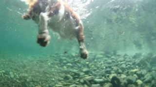 Elfin underwater swimming