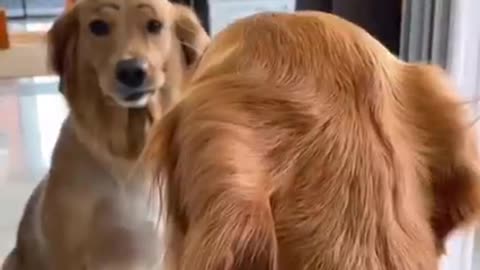 Dog and funny cilp video‎More editionsAvoiding Accidents An important thing for