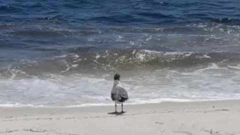 Bird at Portofino Beach Florida 🇺🇸