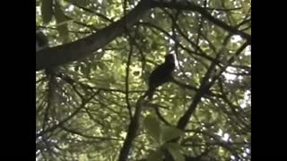 Cat In A Tree / original song