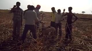 dogs hunting rabbits in india