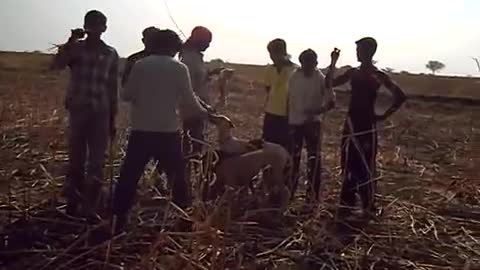 dogs hunting rabbits in india