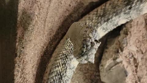 Arizona rattle snake