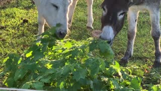 Donkeys eating soda apple