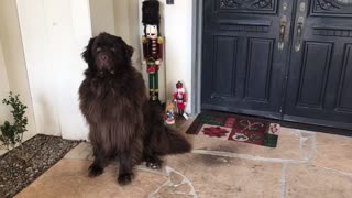 Noble Newfoundland heroically stands guard