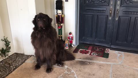 Noble Newfoundland heroically stands guard