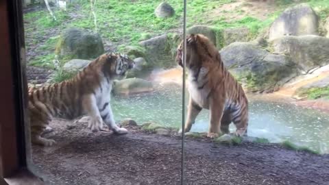 Two tiger