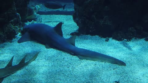 Surrounding sharks