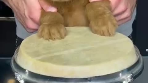Puppy playing drums!