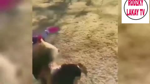 Funny videos on animals