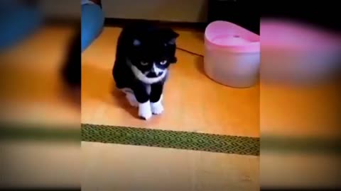 Funny cats and cutes cat video# MFGfun