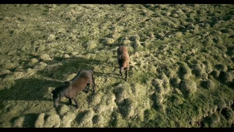 Copter flying over the two horses on the lava field in Iceland