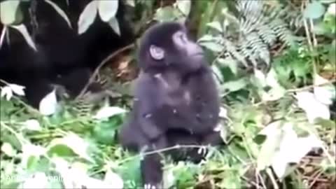 Gorillas Beat Their Chests to Communicate With Each Other