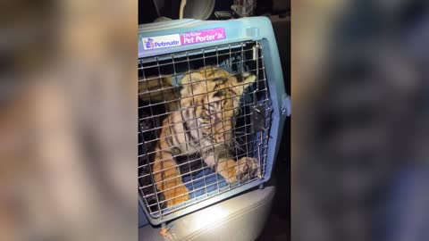 CROUCHING TIGER: Albuquerque Police Discovers Caged Tiger Cub During Shooting Investigation