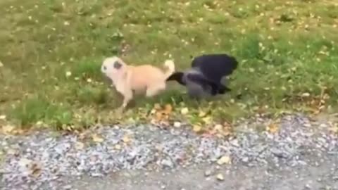 Feathered Playdate: Whimsical Bird Entertains Baby Dog!