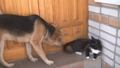 dog plays with a cat