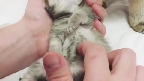 A newborn kitten