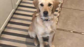 Golden retriever puppy trying to catch a carrot
