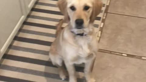 Golden retriever puppy trying to catch a carrot