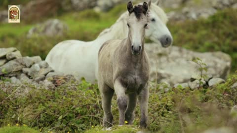 Beautiful wild Horses running & playing each other..