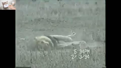 The last moments of the life of a lions