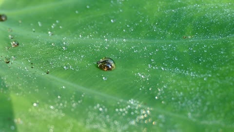 Bug Inside The Water