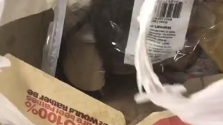 Giant rat inside bag of trash