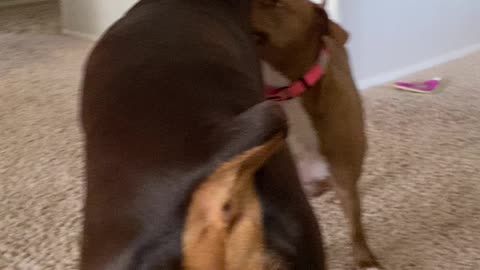 Dobie and Pitty best friends