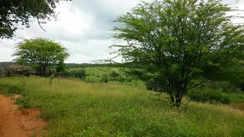 Caatinga