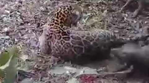 Leopard VS Dog fight (CRAZY MOMENTS)