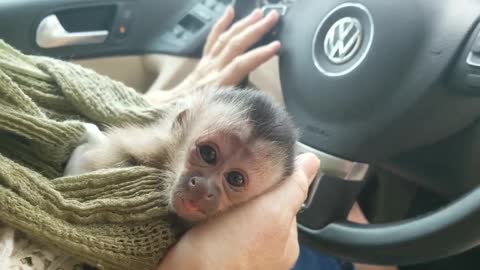 Adorable baby Capuchin monkey starts to get tired and fall asleep