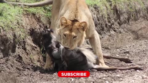 BRUTAL Moments when Male Lions Attacked their Prey | Pet Spot
