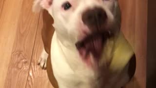 Pitbull vs. Pickle