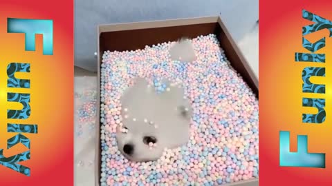 Cute puppy hiding the box