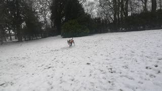 Dogs cute first wear of boots outdoors in the snow