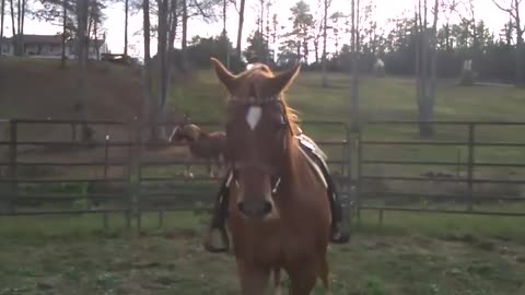 Quarter Horse Mare in the Round Pen - Carmels Lil Gale