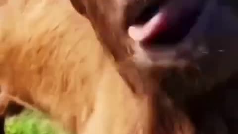 Animals funny videos