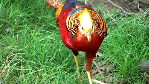 beautiful golden pheasant