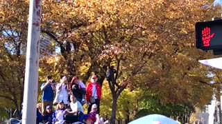 Chicago Cubs Fan Trust Fall During Parade