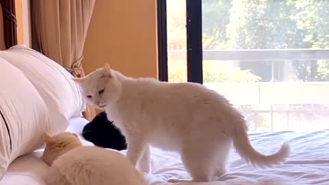 INTERACTIVE ACTION OF TWO CATS - SEE ENTERTAINMENT